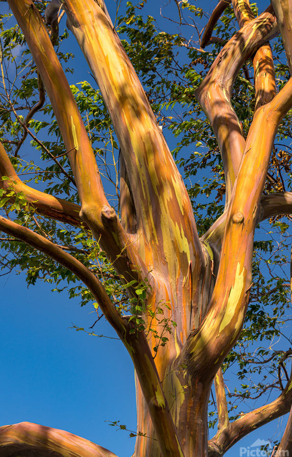Pattern of branches of rainbow eucalyptus trees against blue sky on Kauai  Print