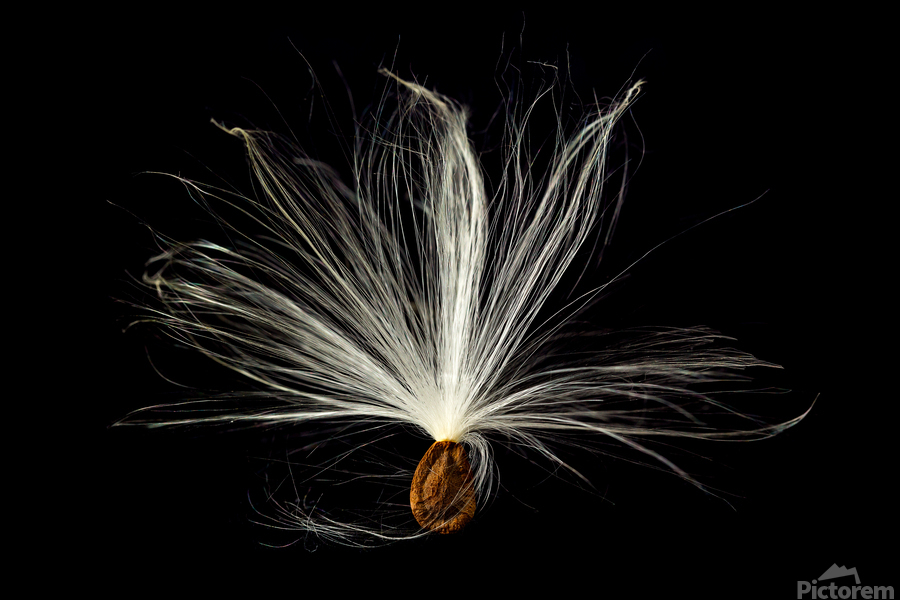Macro photo of swamp milkweed seed pod  Print
