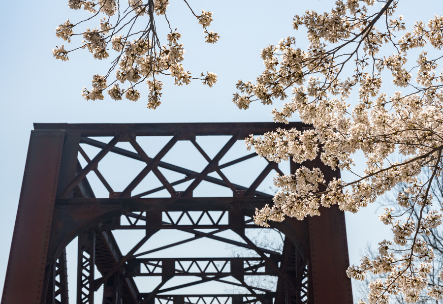 Spring blossoms by Steel girder bridge Morgantown  Print