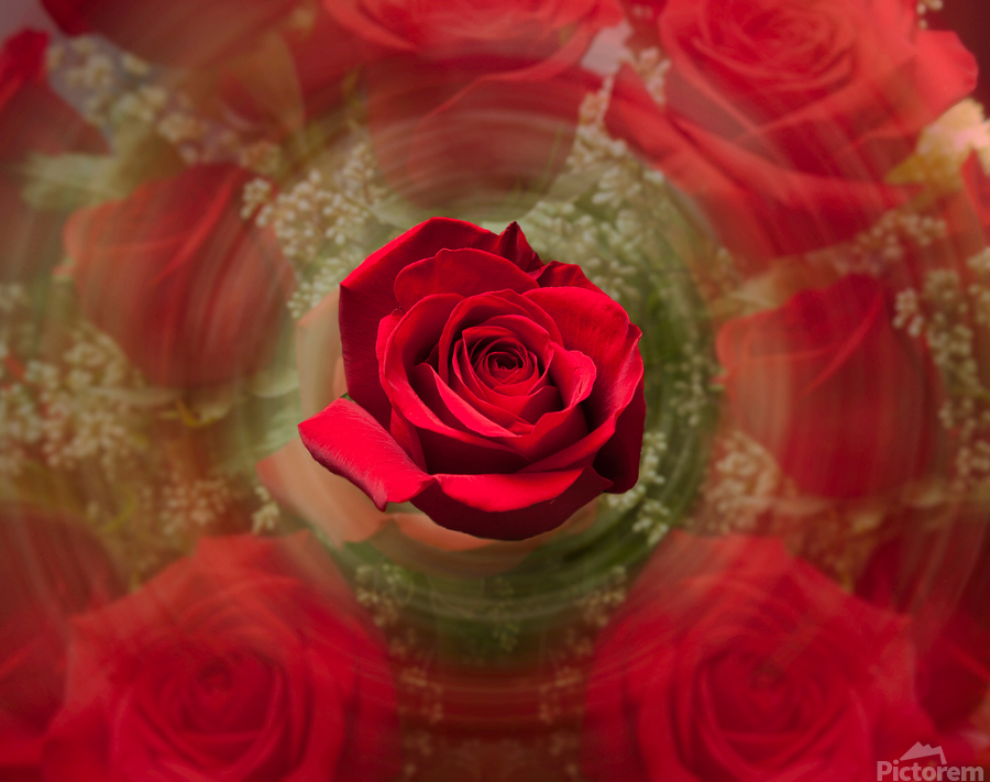Close up of red rose bouquet with roses  Print