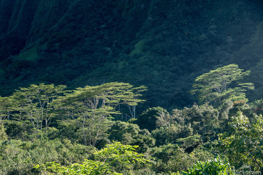 Tall albizia trees against the steep mountain slopes in Oahu  Print