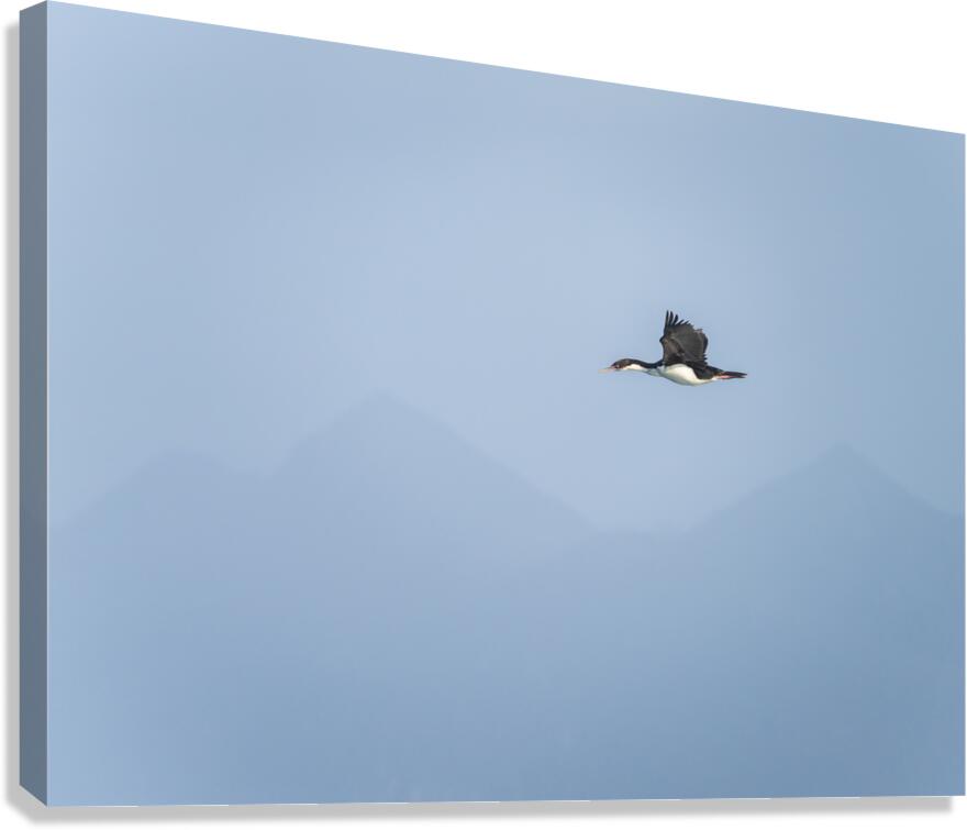 Imperial Shag or Cormorant flying by Cape Horn in Chile  Canvas Print