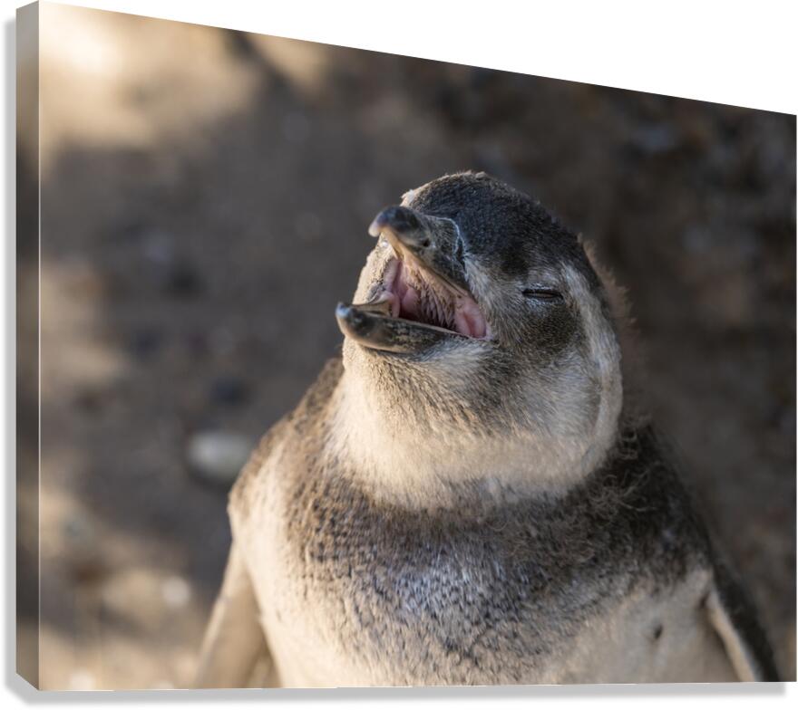 Single magellanic penguin chick showing papillae in mouth  Impression sur toile