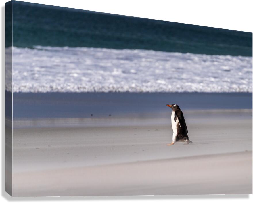 Single Gentoo penguin on Falklands walking to ocean  Canvas Print