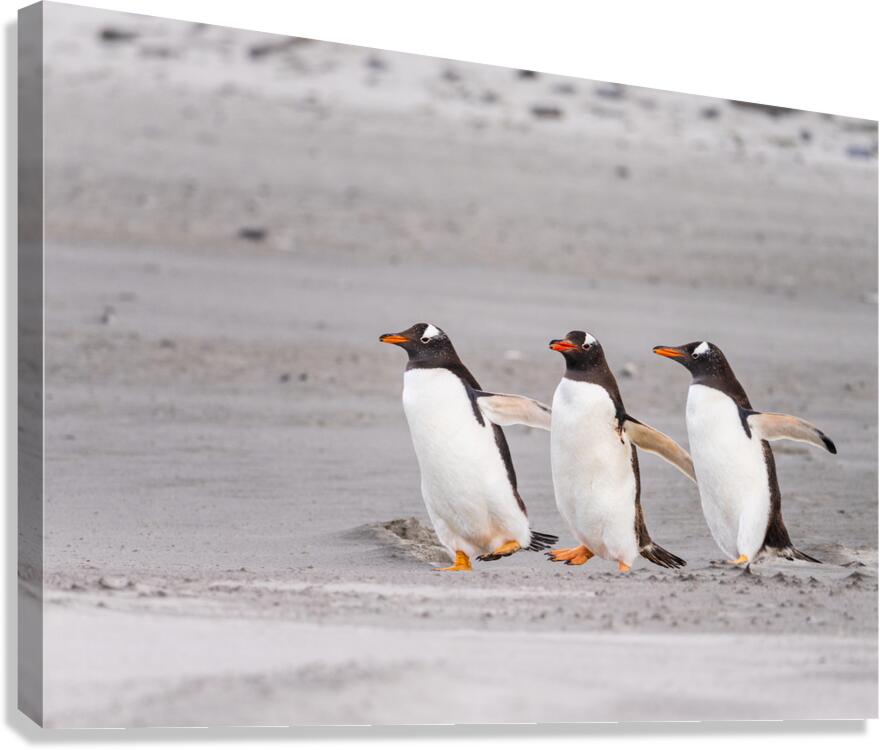 Three Gentoo penguins at Bluff Cove  running on sandy beach  Canvas Print