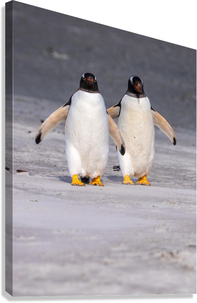Two Gentoo penguins at Bluff Cove on Falklands walking to ocean  Impression sur toile