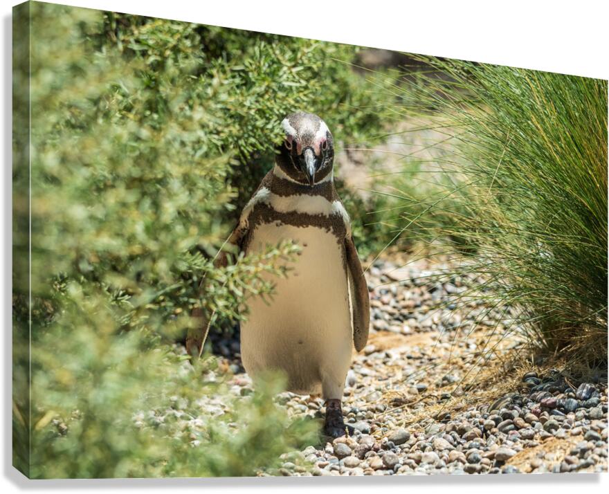 Single male magellanic penguin in plants in Punta Tombo  Impression sur toile