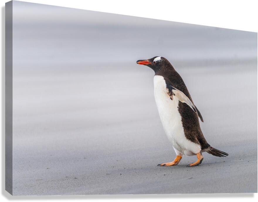 Single Gentoo penguin on Falklands walking to ocean  Impression sur toile