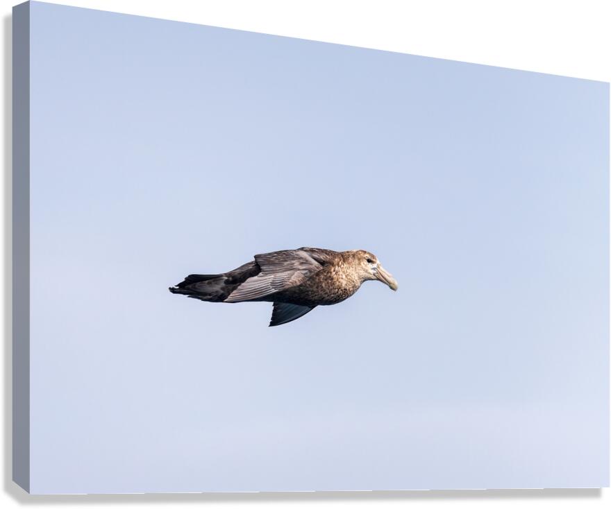 Southern giant petrel flying alongside cruise ship in South Atla  Canvas Print