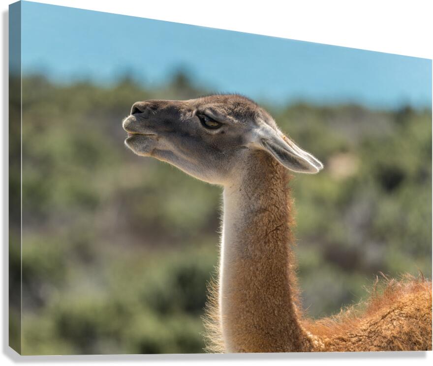 Side view portrait of guanacos or  llama in Punta Tombo reserve  Impression sur toile
