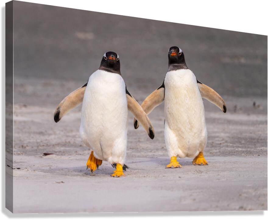 Two Gentoo penguins at Bluff Cove on Falklands walking to ocean  Canvas Print