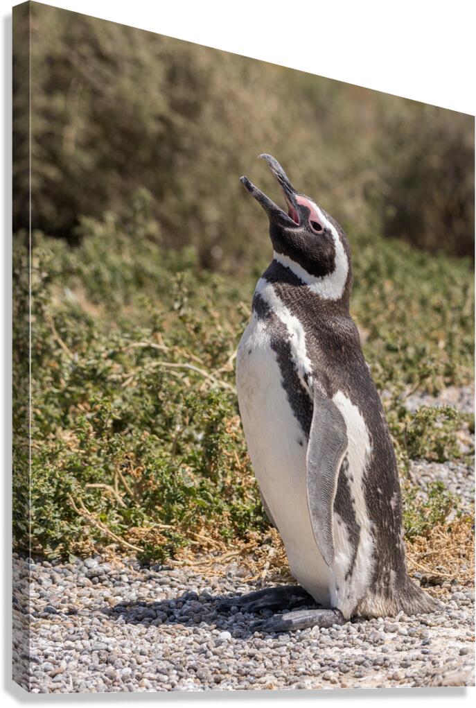 Single magellanic penguin making a call in Punta Tombo  Canvas Print