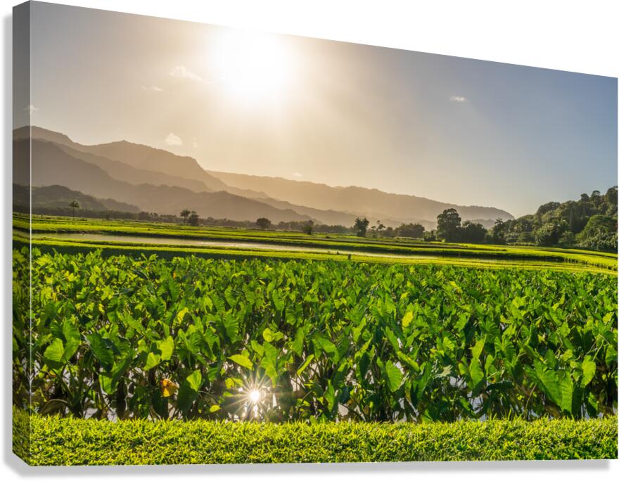 Verdant taro fields thrive under the Hawaiian sun near Hanalei B Canvas Print