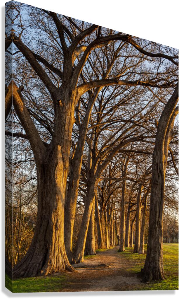 Large cypress trees in Cypress Bend Park by the side of Guadalup Canvas Print