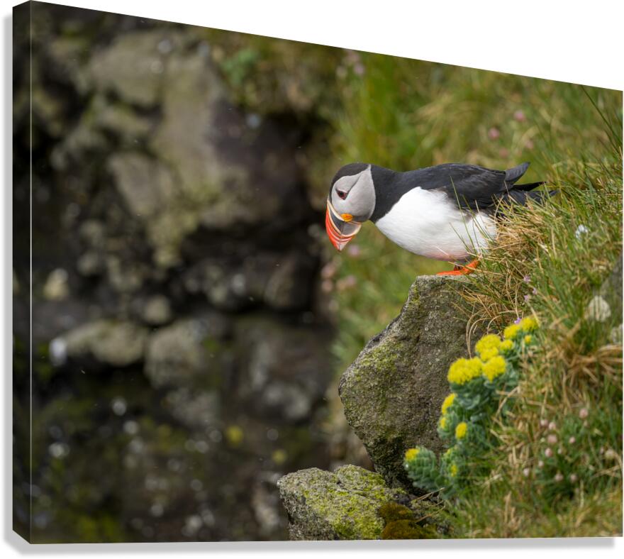 Single puffin on the cliffs in the Skalanes Nature and Heritage  Canvas Print