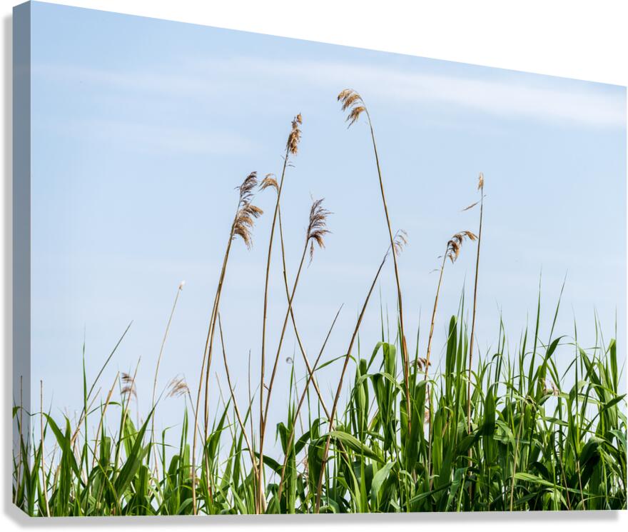 Tall reeds and green grasses sway gently against a light blue sk Canvas Print