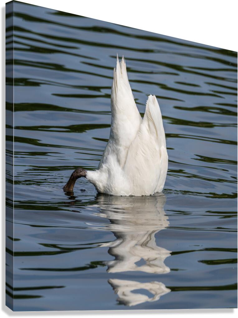 Side view of the body of a swan reaching into the water of Elles Canvas Print
