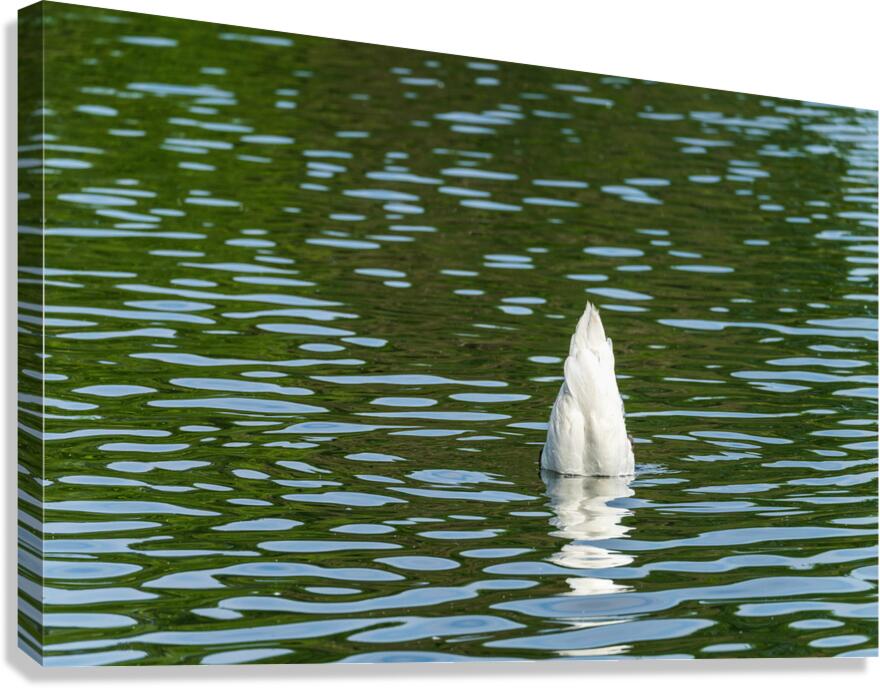 Rear view of the body of a swan reaching into the water of Elles Canvas Print
