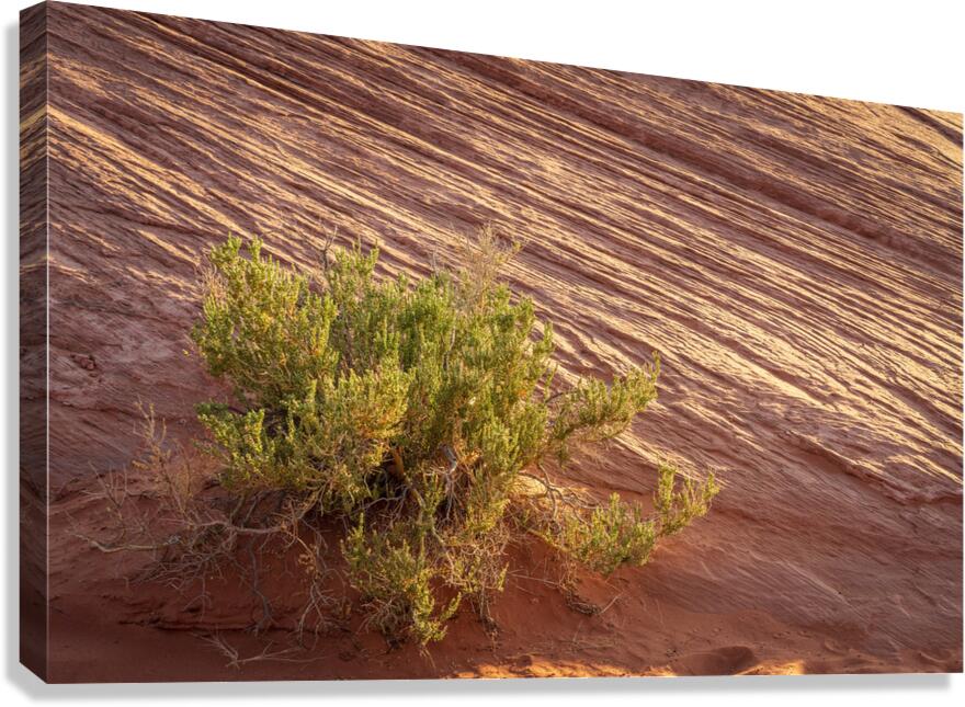 Detail of bush around Rainbow Vista trail in Valley of Fire stat Canvas Print
