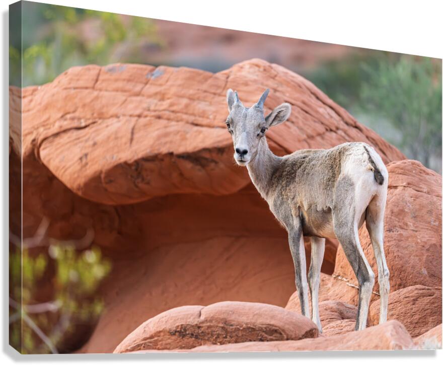 Bighorn sheep lamb grazing among formations in Valley of Fire st Canvas Print