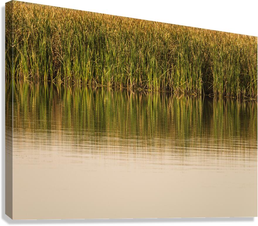 The still water reflects the reeds and their golden reflections  Canvas Print