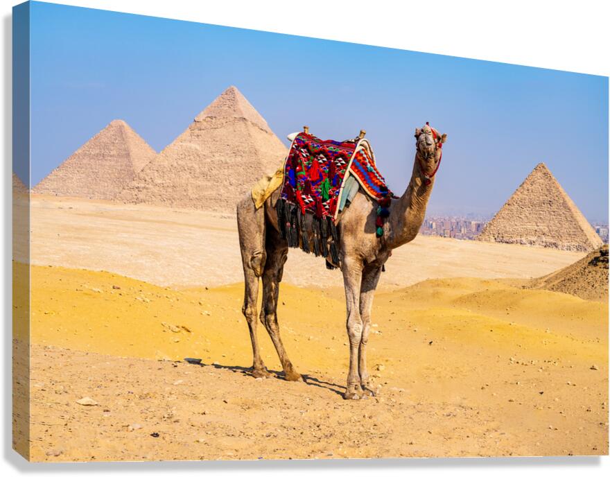Single camel standing in front of Great Pyramid of Giza waiting  Canvas Print