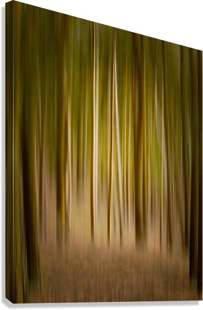 Path through pine trees with intentional camera movement Canvas Print