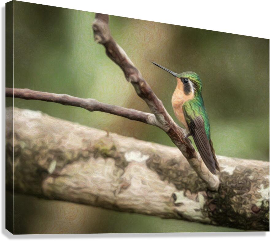 White throated mountaingem hummingbird perched on a twig  in Cos Canvas Print