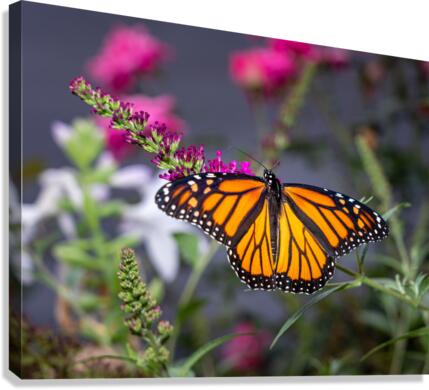 Beautiful Monarch butterfly with wings open  Canvas Print