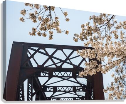 Spring blossoms by Steel girder bridge Morgantown  Canvas Print