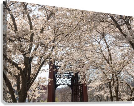 Blossoms by the steel girder bridge carries the bike walking trail  Impression sur toile