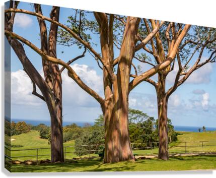 Group of three rainbow eucalyptus trees with golf course on Kauai  Impression sur toile