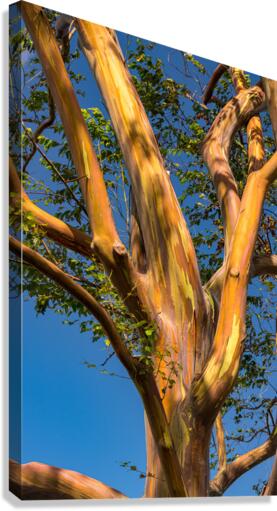 Pattern of branches of rainbow eucalyptus trees against blue sky on Kauai  Canvas Print