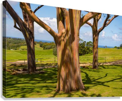 Group of three rainbow eucalyptus trees   Impression sur toile