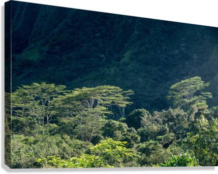 Tall albizia trees against the steep mountain slopes in Oahu  Canvas Print