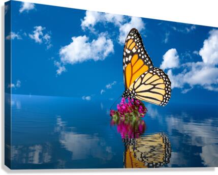 Sea level rise flooding the flowers for butterfly  Canvas Print