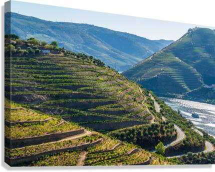 Rows of grape vines in Quinta do Seixo by the Duoro  Canvas Print