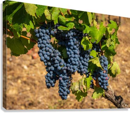 Bunches of grapes for port wine in Douro valley  Canvas Print