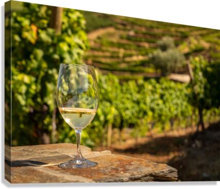 Glass of white wine in vineyard  Canvas Print