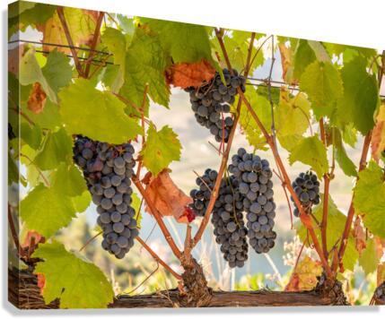 Grapes for port wine by the River Douro  Canvas Print