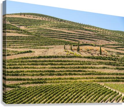 Terraced rows of vines by river Douro in Portugal  Impression sur toile