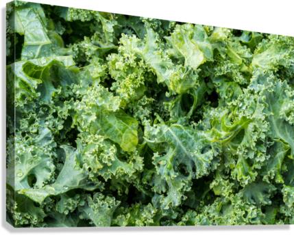 Freshly washed and trimmed kale leaves  Canvas Print