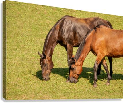 Two brown horses grazing in a meadow  Canvas Print