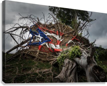 Fallen tree from Hurricane Maria in San Juan  Impression sur toile
