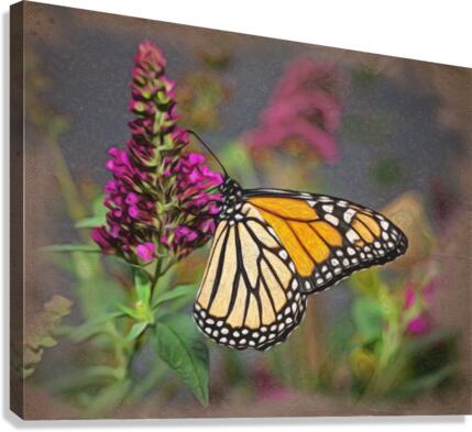 Beautiful Monarch butterfly feeding in garden  Canvas Print