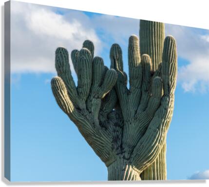 Crested Saguaro in National Park West  Canvas Print