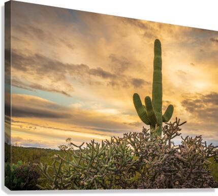 Sunset in Saguaro National Park Tucson  Impression sur toile