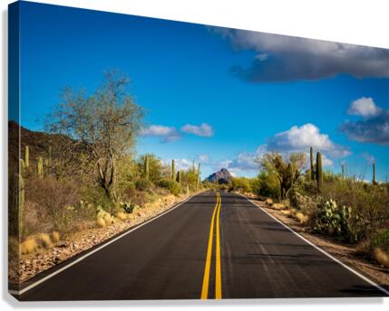 Road and cactus in Saguaro National Park  Canvas Print