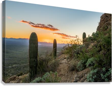 Sunset in Saguaro National Park West  Impression sur toile
