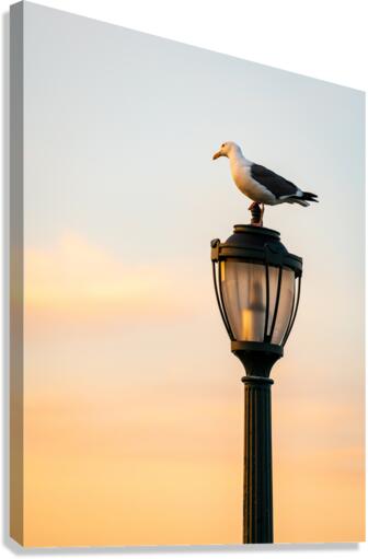 Seagull on a cast iron street lamp at dusk  Canvas Print